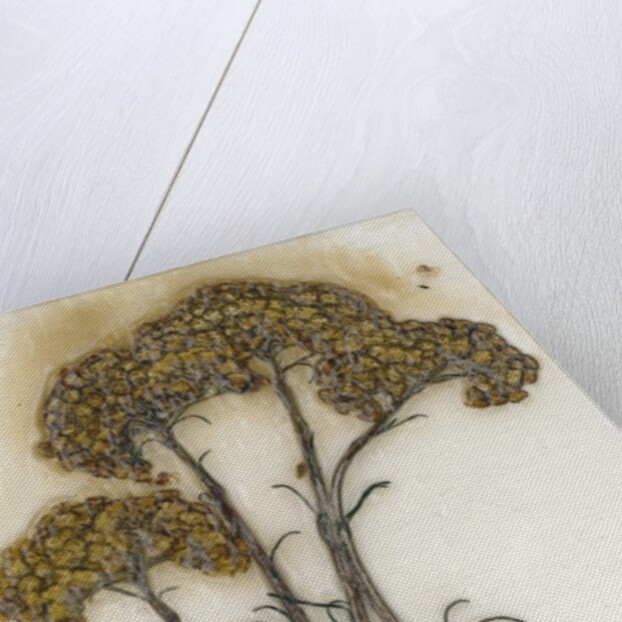 Helichrysum by David Roseburg