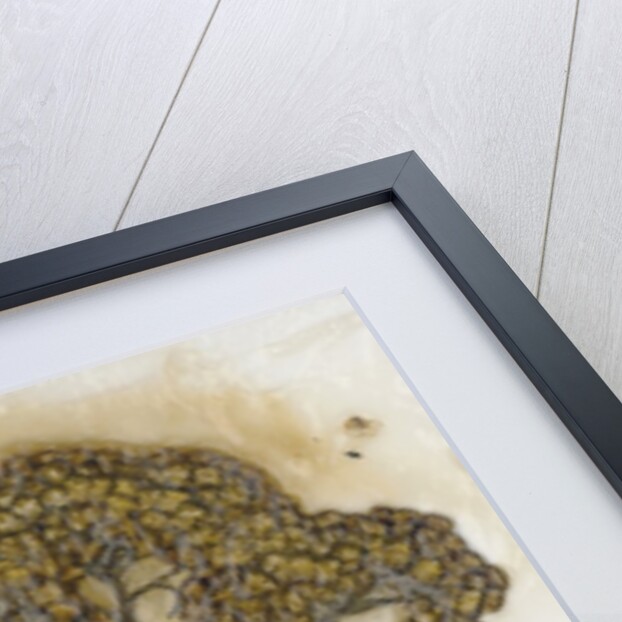 Helichrysum by David Roseburg