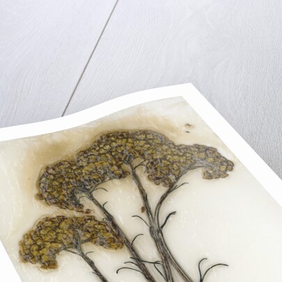 Helichrysum by David Roseburg