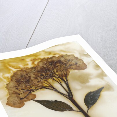 Hydrangea II by David Roseburg