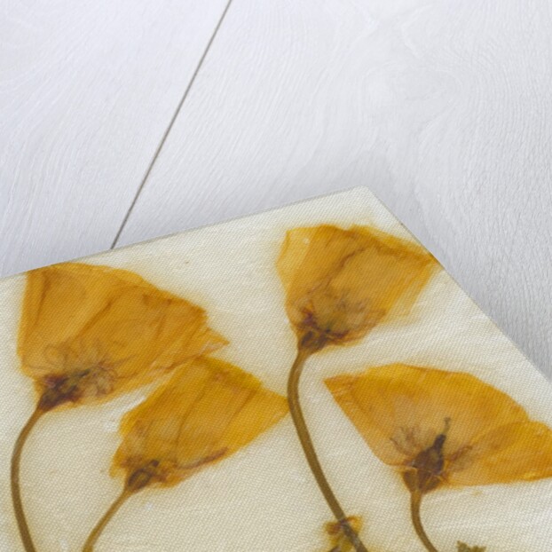 Papaver III by David Roseburg