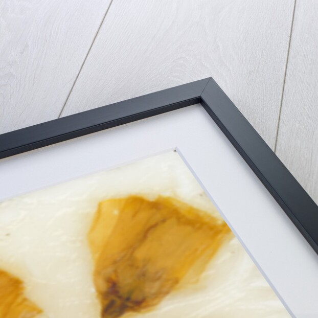 Papaver III by David Roseburg