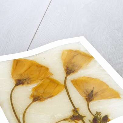 Papaver III by David Roseburg