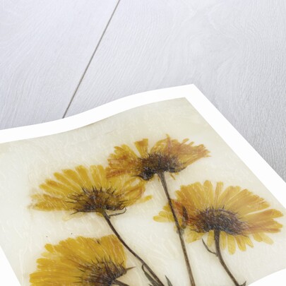Wild Yellow by David Roseburg