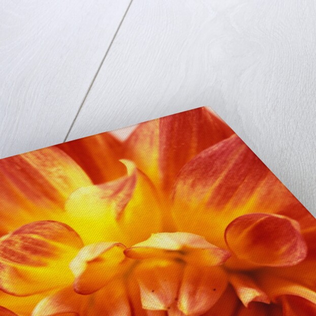 Dahlia by David Roseburg