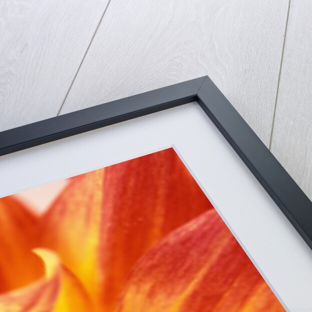 Dahlia by David Roseburg