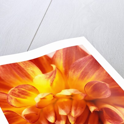 Dahlia by David Roseburg