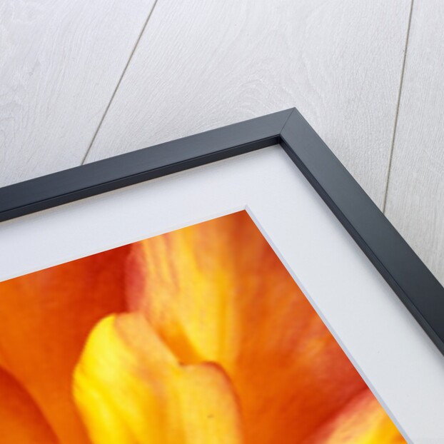 Dahlia by David Roseburg