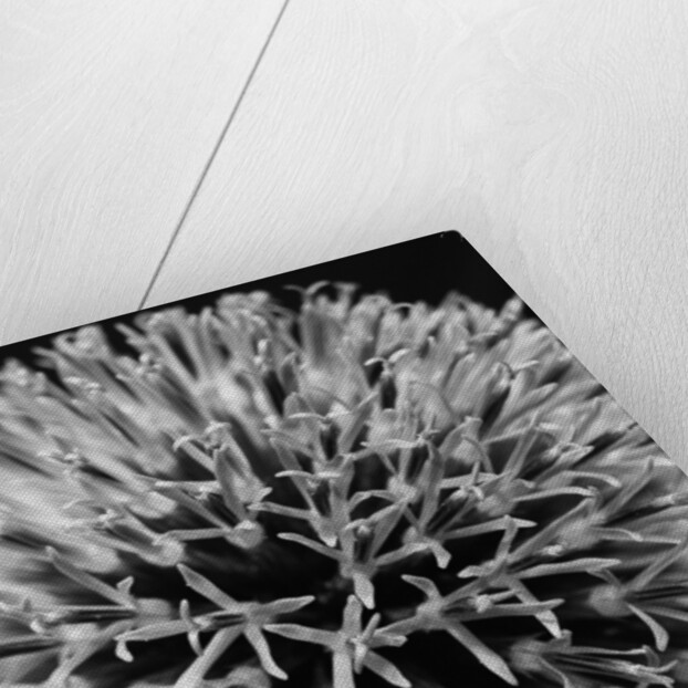 Allium by David Roseburg