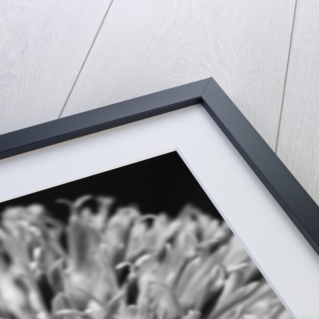 Allium by David Roseburg