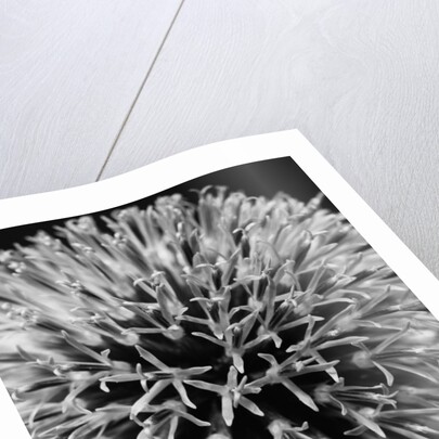 Allium by David Roseburg