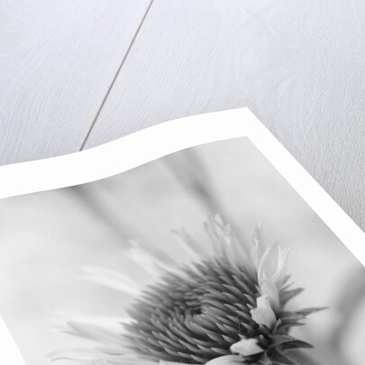 Cone Flower by David Roseburg