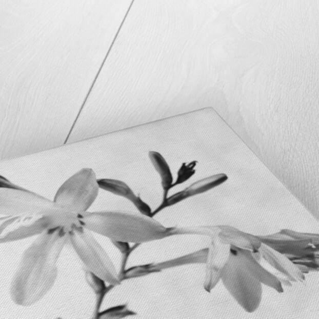 Gladiolus 7 by David Roseburg