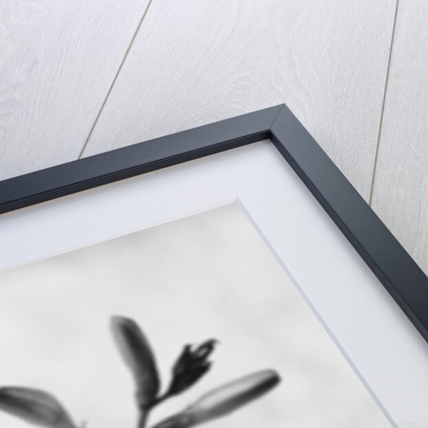 Gladiolus 7 by David Roseburg