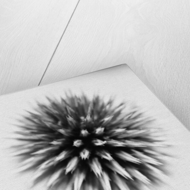 Globe Thistle by David Roseburg