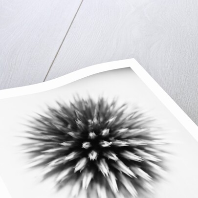 Globe Thistle by David Roseburg