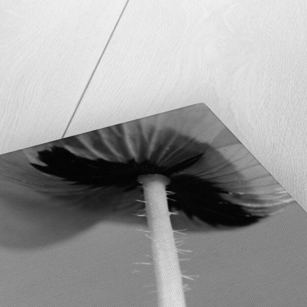 Poppy 10 by David Roseburg