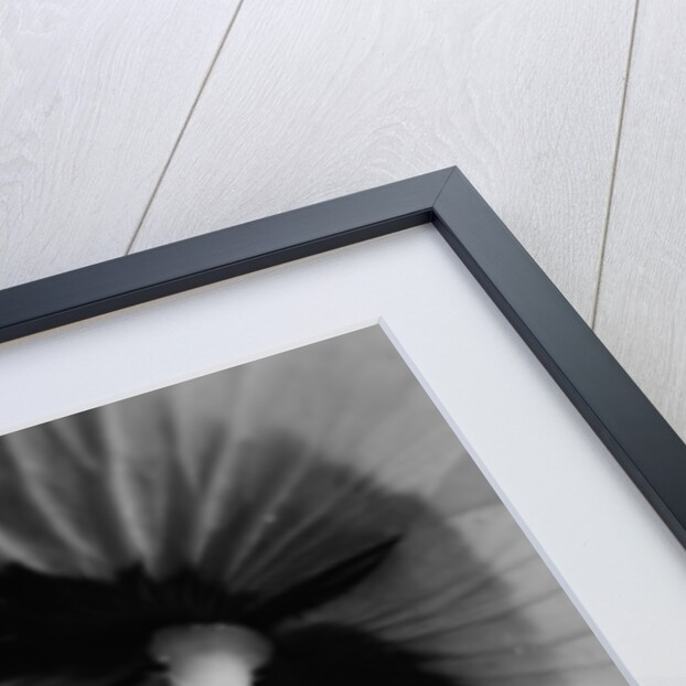 Poppy 10 by David Roseburg