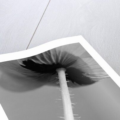 Poppy 10 by David Roseburg