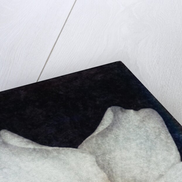 Small Daffodil by David Roseburg