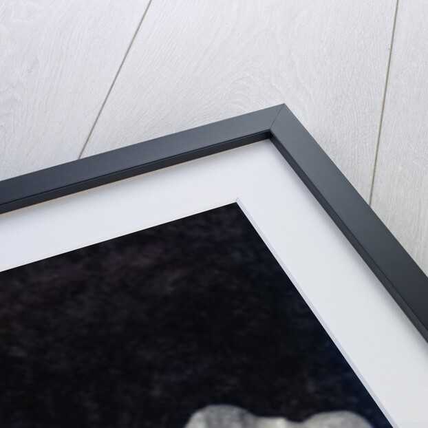 Small Daffodil by David Roseburg