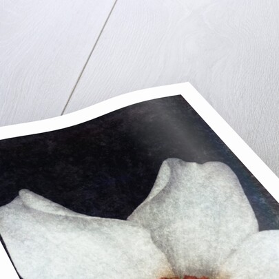 Small Daffodil by David Roseburg