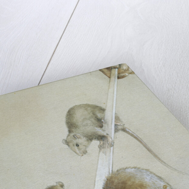 Book Illustration Depicting Three Mice on a Ladle by Margaret Winifred Tarrant