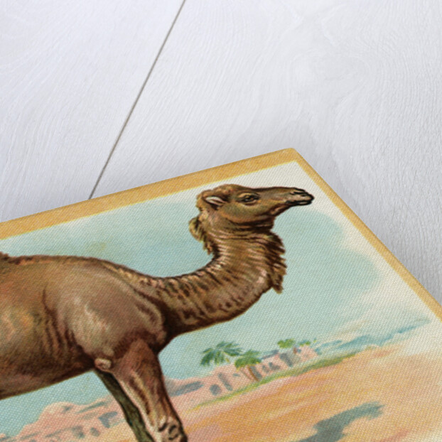 Camel Postcard by Anonymous