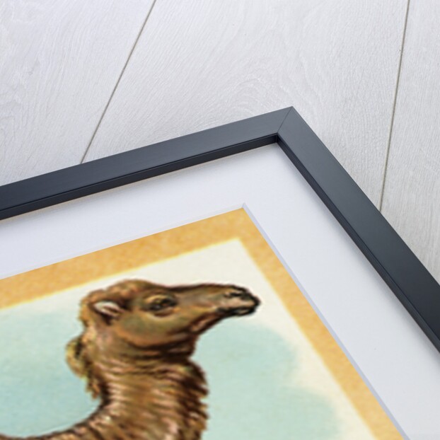 Camel Postcard by Anonymous