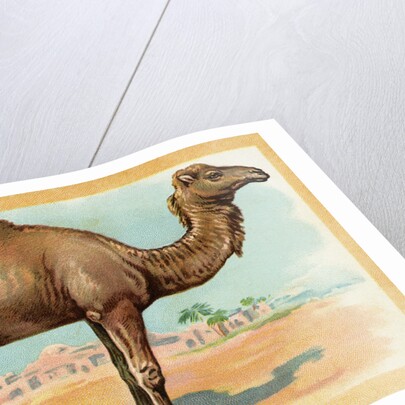 Camel Postcard by Anonymous