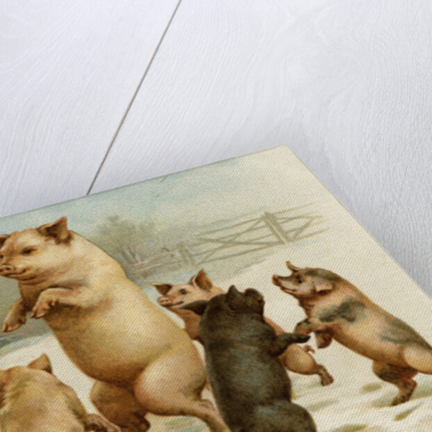 Postcard of Dancing Pigs by Anonymous