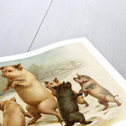 Postcard of Dancing Pigs by Anonymous