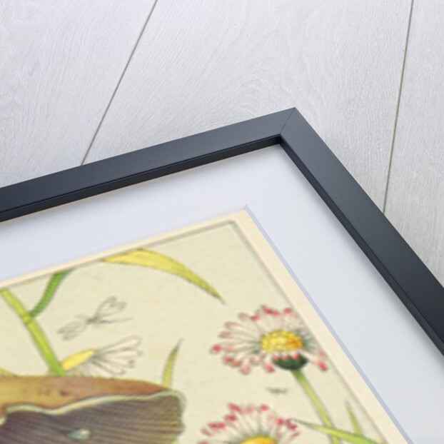 Herzlichen Gluckwunsch zum Geburtstage Postcard by Anonymous