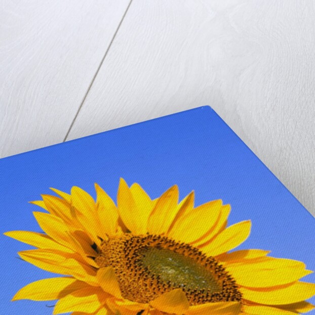 Giant Sunflower by Anonymous