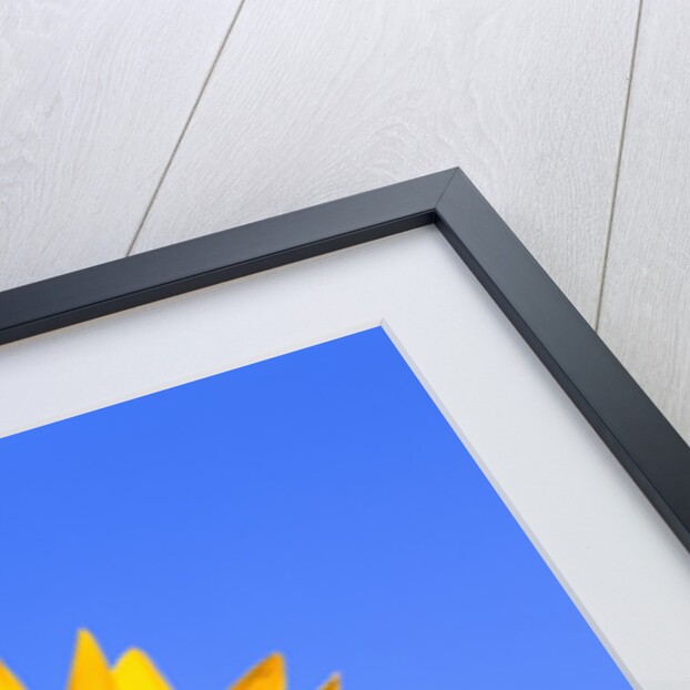 Giant Sunflower by Anonymous