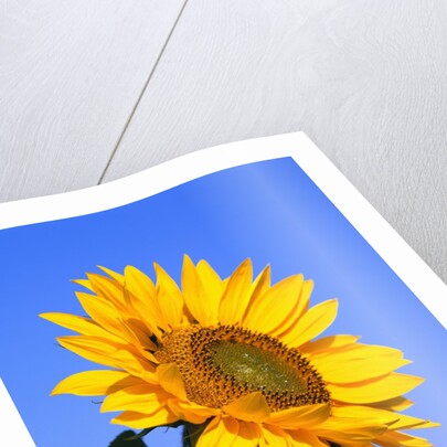 Giant Sunflower by Anonymous