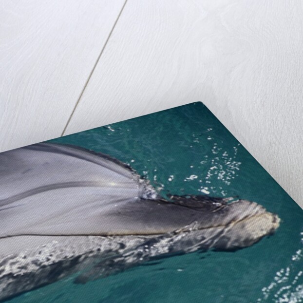 Close-Up of Dolphin by Anonymous