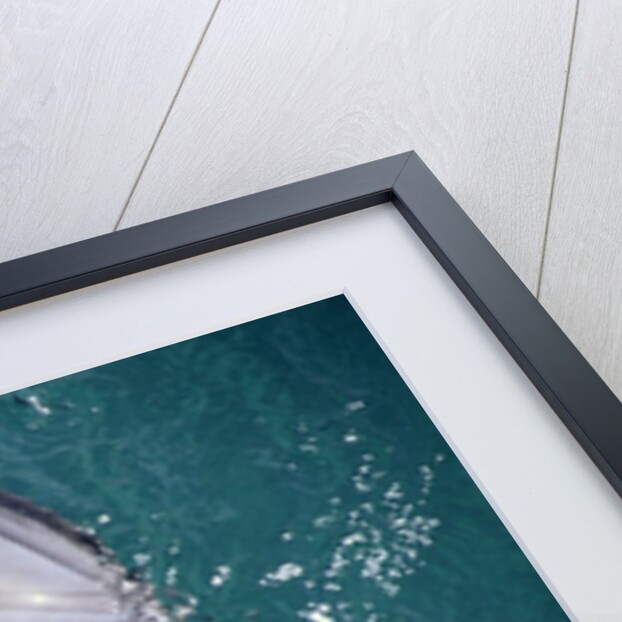 Close-Up of Dolphin by Anonymous