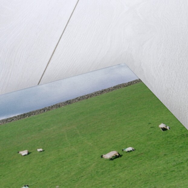 Sheep on Hillside in Ireland by Anonymous