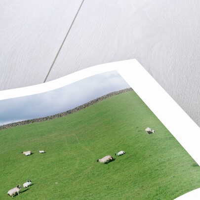 Sheep on Hillside in Ireland by Anonymous