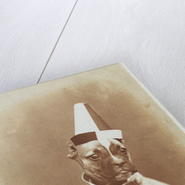 Postcard of a Boxer Puppy Wearing a Party Hat by A.G. Steglitz