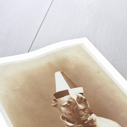 Postcard of a Boxer Puppy Wearing a Party Hat by A.G. Steglitz