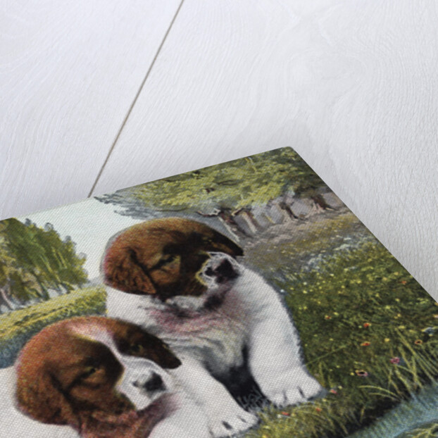 Color Print Postcard with Two St. Bernard Puppies by Anonymous