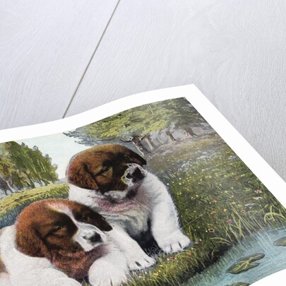 Color Print Postcard with Two St. Bernard Puppies by Anonymous