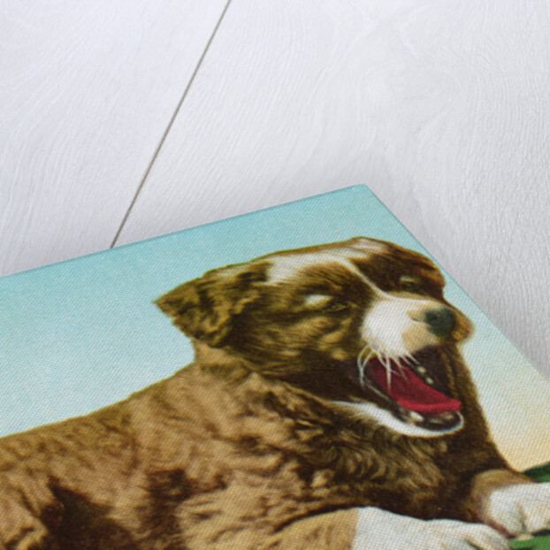Postcard of St. Bernard Puppy Yawning by Anonymous