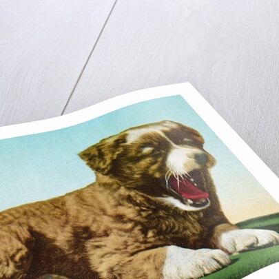 Postcard of St. Bernard Puppy Yawning by Anonymous