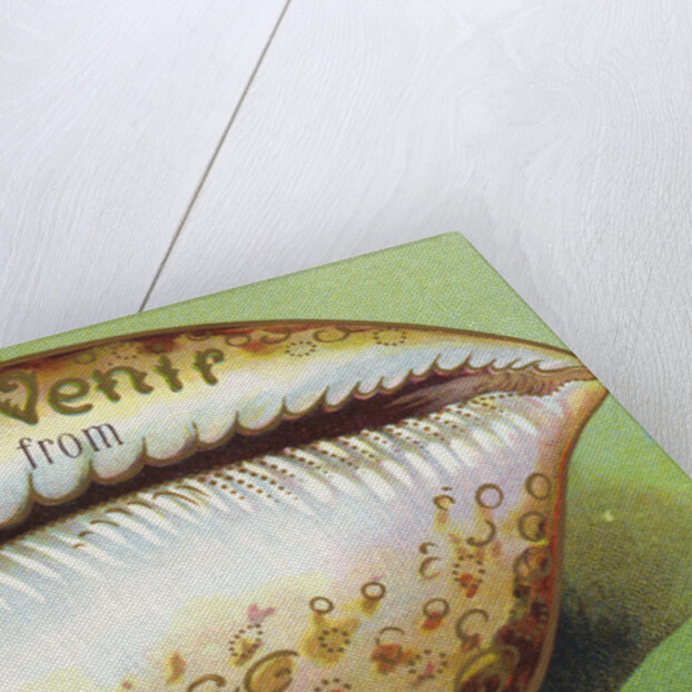 Souvenir From Postcard with Cowrie Seashell by Anonymous
