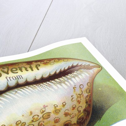 Souvenir From Postcard with Cowrie Seashell by Anonymous