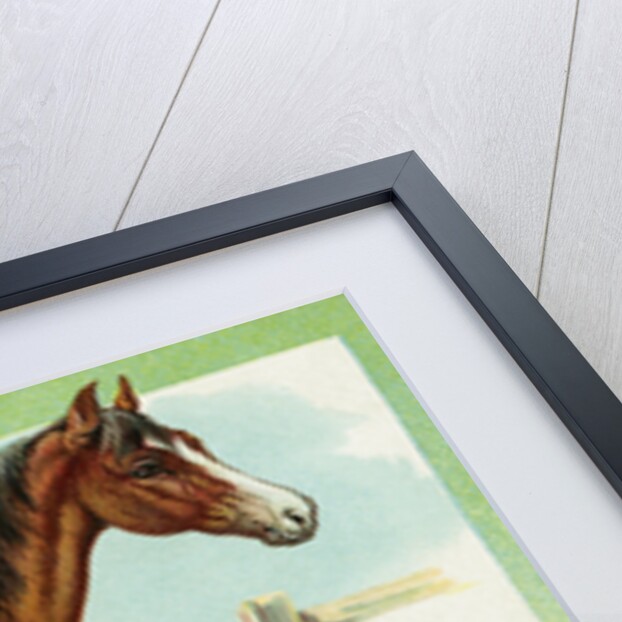 Horse Postcard by Anonymous