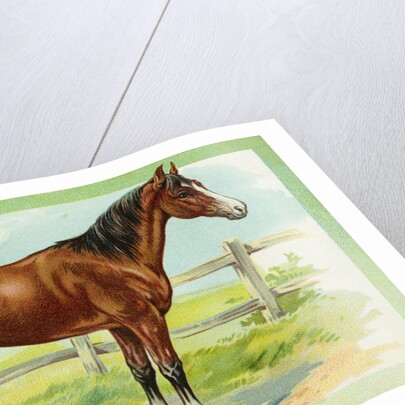 Horse Postcard by Anonymous